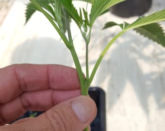 Clone Rooting Gel 8 Ounce