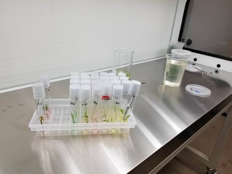 Glass Culture Tubes & Tray 36 Tubes in Autoclave Rack Etsy