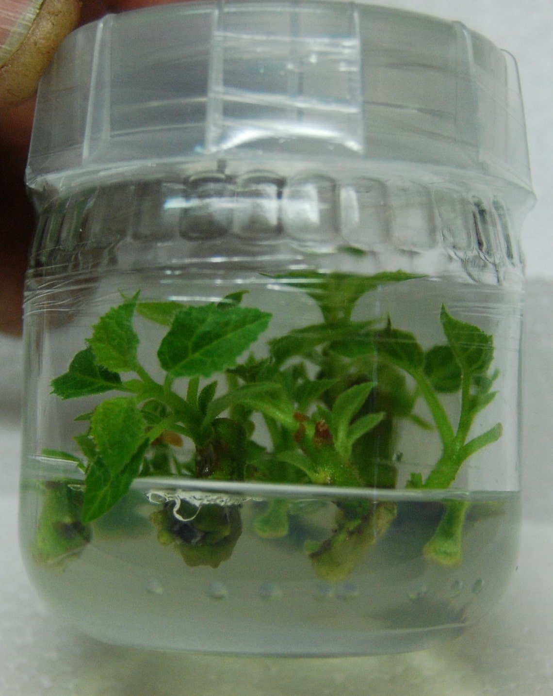 Microclone Plant Tissue Culture KitClones Store Etsy