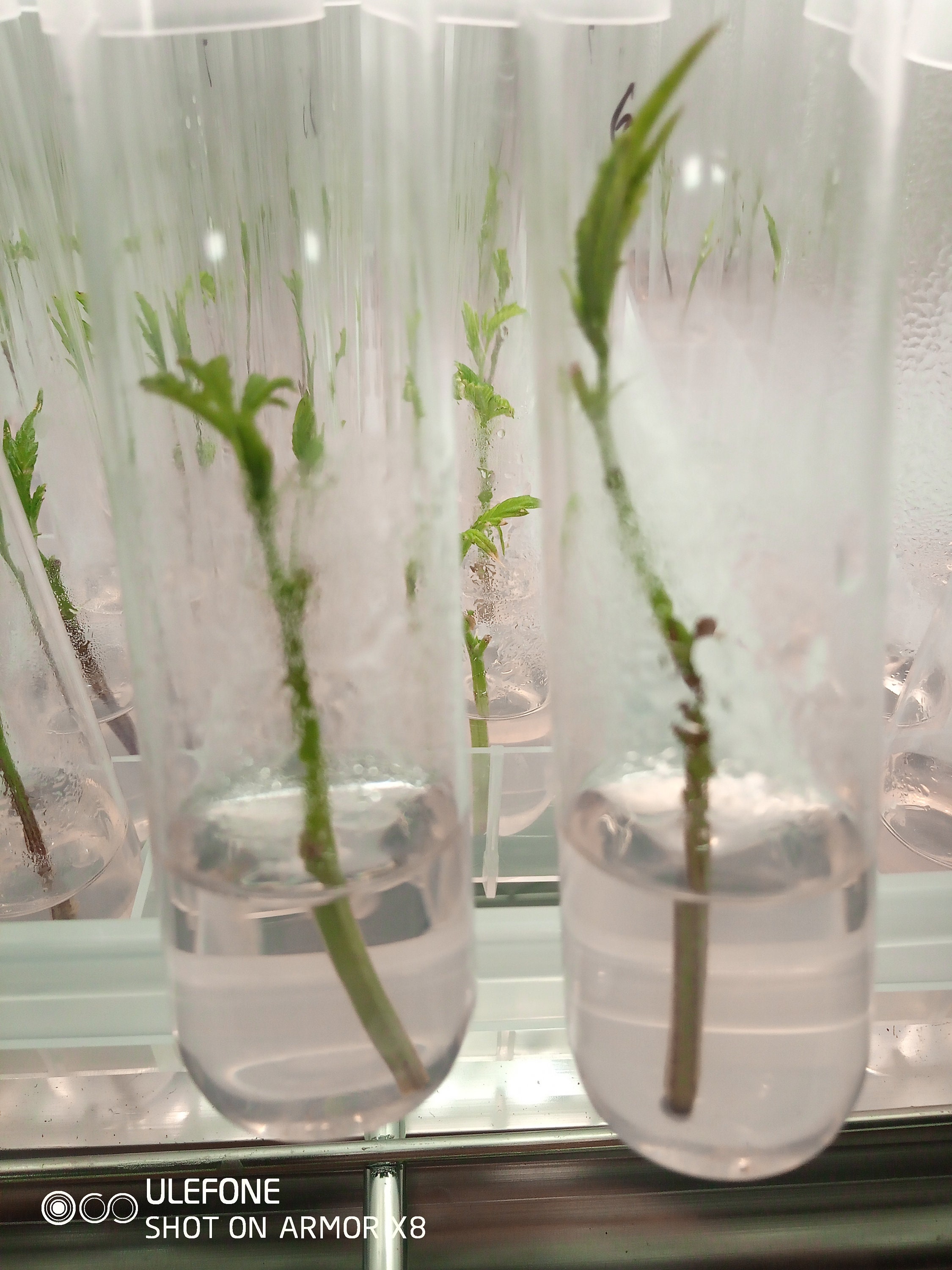 Glass Culture Tubes & Tray 36 Tubes in Autoclave Rack Etsy