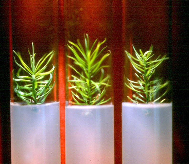 Glass Culture Tubes & Tray 36 Tubes in Autoclave Rack Etsy