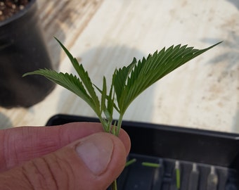 Microclone Clone Gel 2.5 Ounce