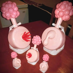 May include: Five pink anatomical models of the human reproductive system. The models are different sizes and have varying levels of detail. The models are on white bases.