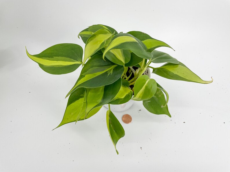 Philodendron Brasil Variegated Heart Leaf Philodendron Etsy
