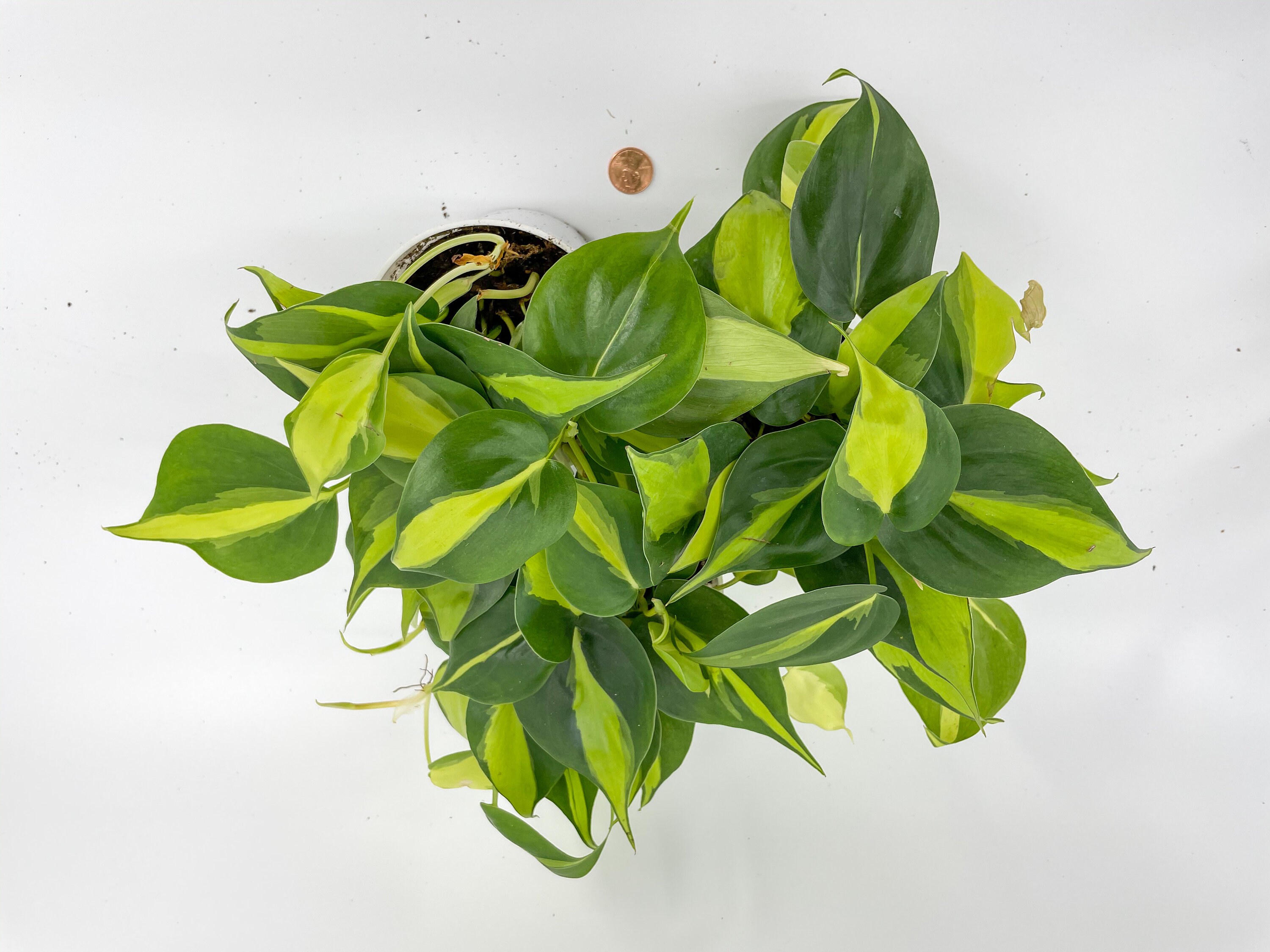 Variegated Heart Leaf Philodendron