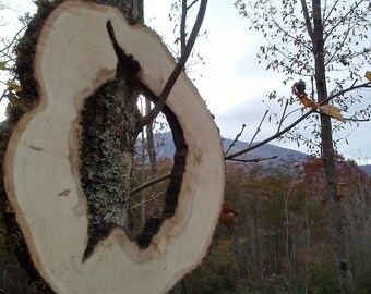 Slice of Maple with living edge and naturally hollow center for wood crafts or rustic picture frame.