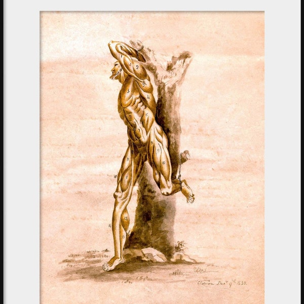 1830 ANATOMICAL ILLUSTRATION Male Muscle Figure Study; NEW Fine Art Giclee Print; Dissection Macabre Morbid Grotesque Medical Drawing, P198