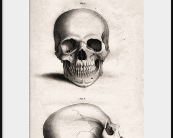 1818 ANATOMICAL ILLUSTRATION Of Human Skull; Figure Study; NEW Fine Art Giclee Print; Medical Dissection Engraving, Macabre Drawing, P202