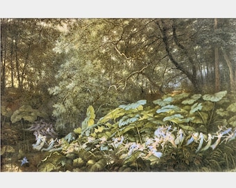 Richard Doyle 'An AUTUMNAL EVENING'S DREAM' Giclee Art Print Poster Fairy Fairies Fae Woodland Forest Fantasy Dream Vision Home Decor P74
