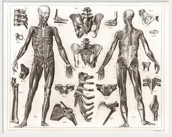 1850 ANATOMICAL ILLUSTRATION Of Human Ligaments and Muscles #2, NEW Fine Art Giclee  Print, Morbid Autopsy Art, Medical Anatomy Drawing, P24