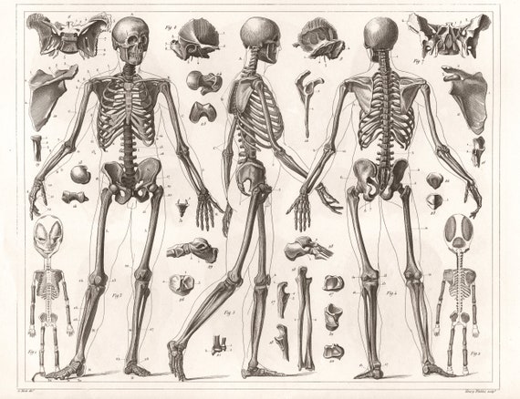 1850 Anatomy of Human Skeleton, Anatomical Drawing, NEW Fine Art Giclee  Print, Skull Bones, Autopsy Illustration, Medical Dissection, P11 