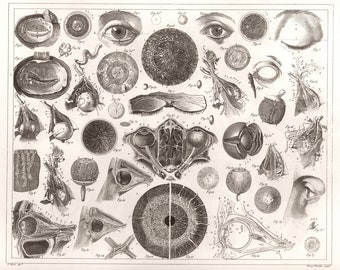1850 ANATOMICAL ILLUSTRATION of The Human Eye, NEW Fine Art Giclee Print, Gift for Ophthalmologist Optometrist, Eye Dissection Drawing, P16