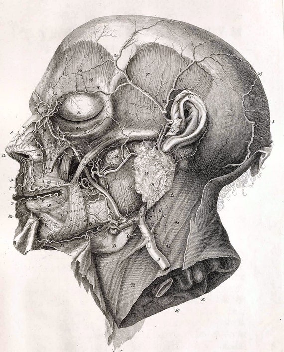 Aggregate more than 157 anatomy sketch art best
