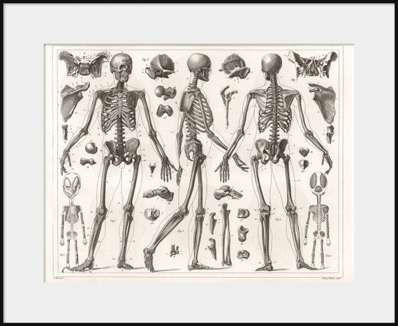 1850 Anatomia Ludzkiego Szkieletu Rysunek Anatomiczny Nowe Fine Art Giclee Drukuj Kości Czaszki Ilustracji Autopsji Medyczne Rozwarstwienie P11
