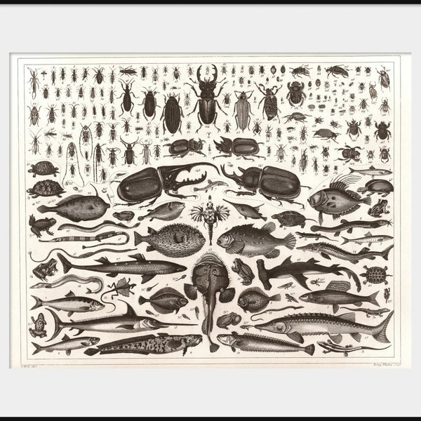1850 Beetles and Fish Drawing, Coleoptera, Chordata; NEW Fine Art Giclee Print; Insects Bugs Cockroaches Fishes, Knolling art,  P136