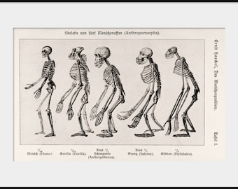 1907 ERNST HAECKEL Primate Skeleton Comparison Drawing, NEW Fine Art Giclee Print, Human Chimp Gorilla, Anatomical Art Drawing, P191