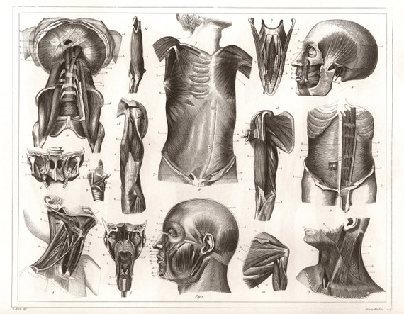 1850 Anatomical Drawing Human Muscles 2 New Fine Art Giclee Etsy Singapore