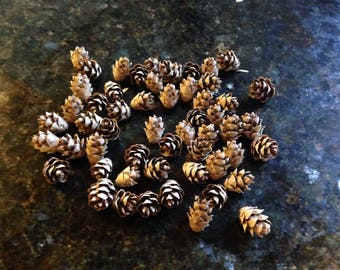 300 Mini Pinecones - great for crafts, accessories and wedding table decorations