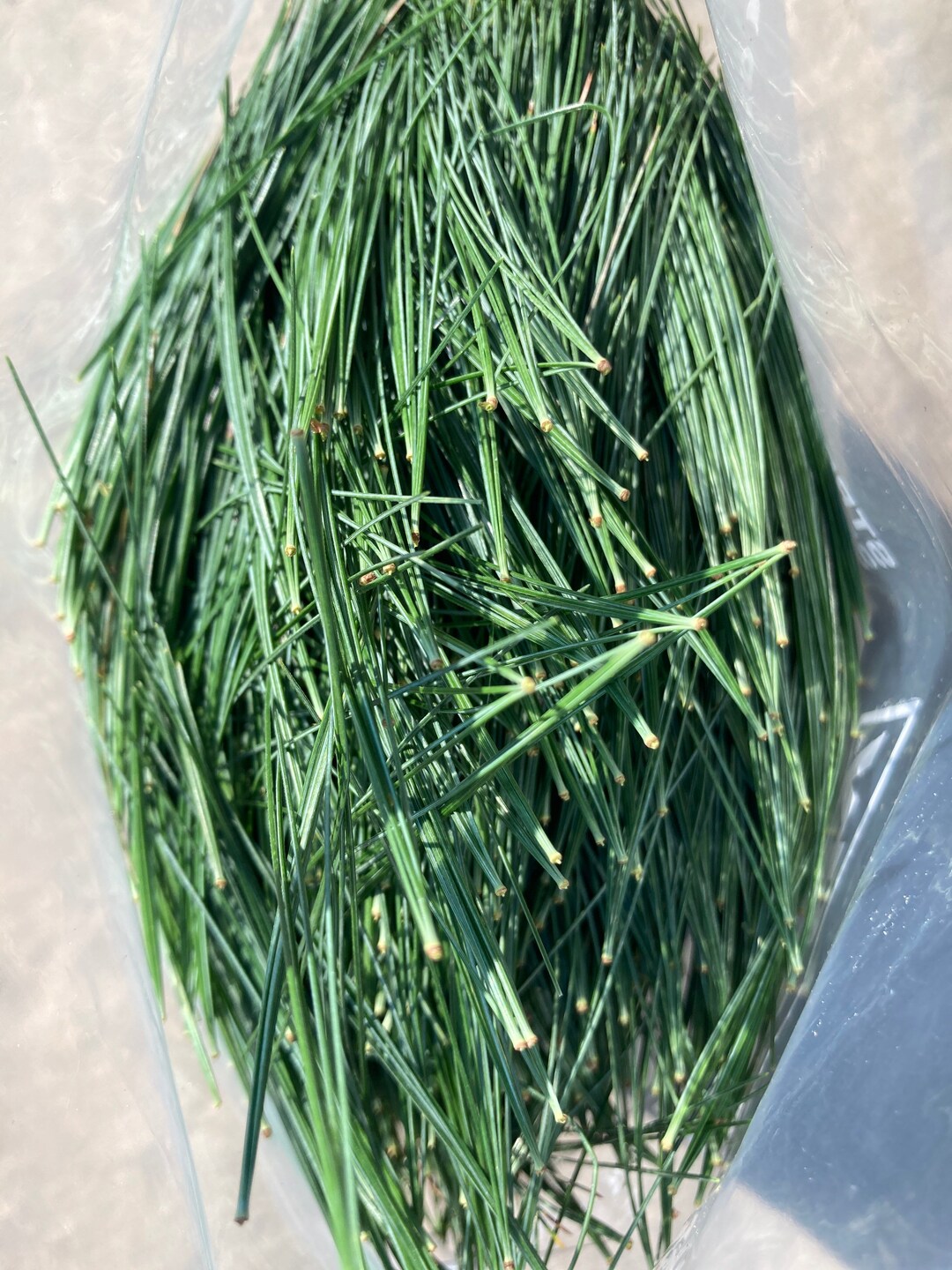 Fresh White Pine Needles, Eastern White Pine Needles, Pinus Strobus Etsy