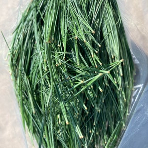 Fresh White Pine Needles, Eastern White Pine Needles, Pinus Strobus