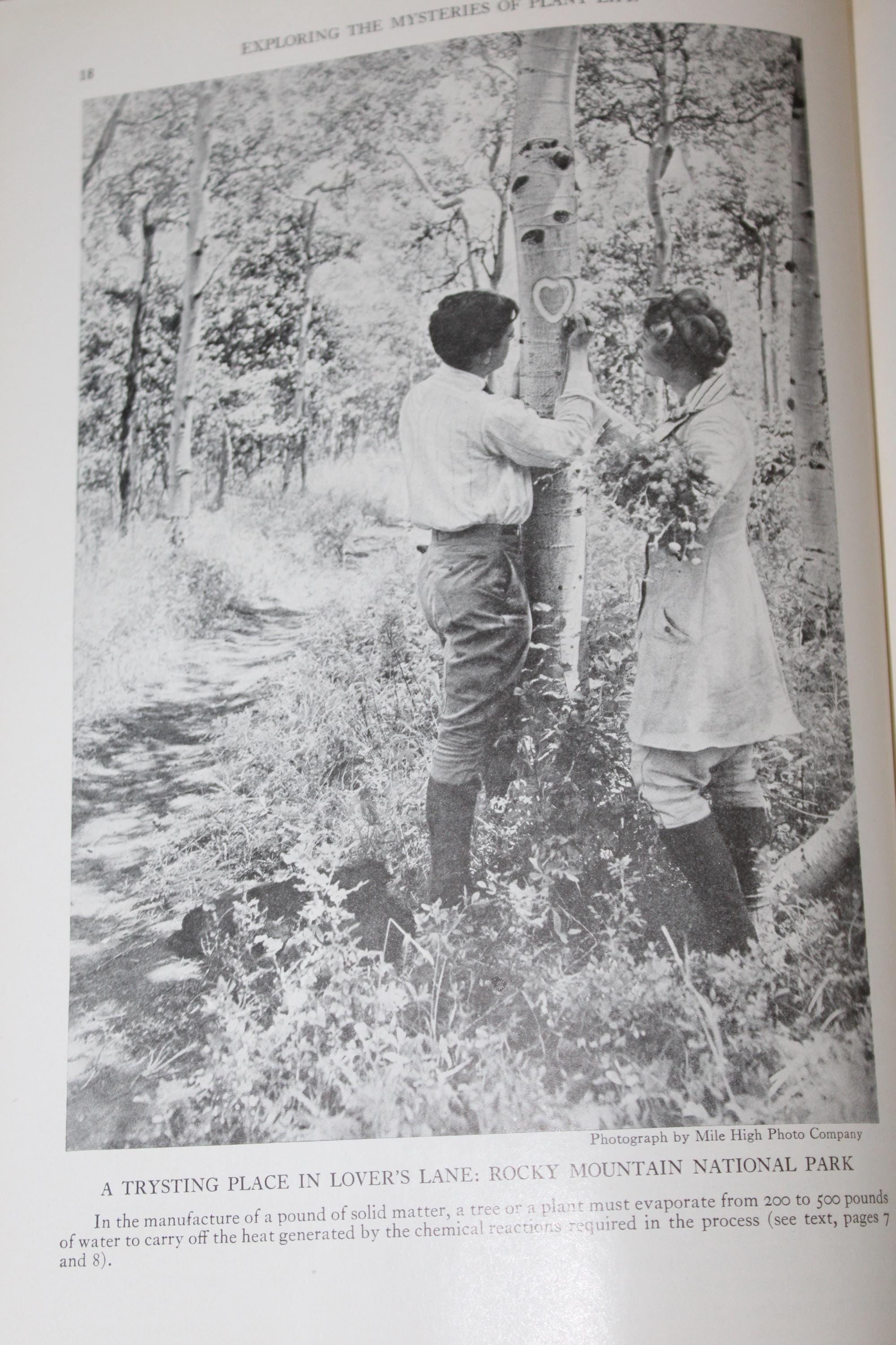 Antique, 1924, the Book of Wild Flowers by National Geographic