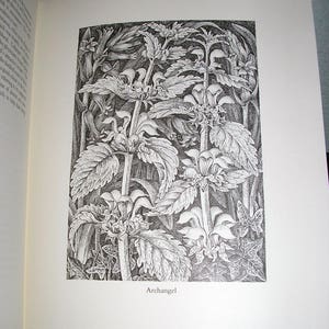 Vintage, First Edition, limited edition 834 of 1500, 1982, Woodland Plants, Tanner, HC with DJ and box, excellent condition image 5