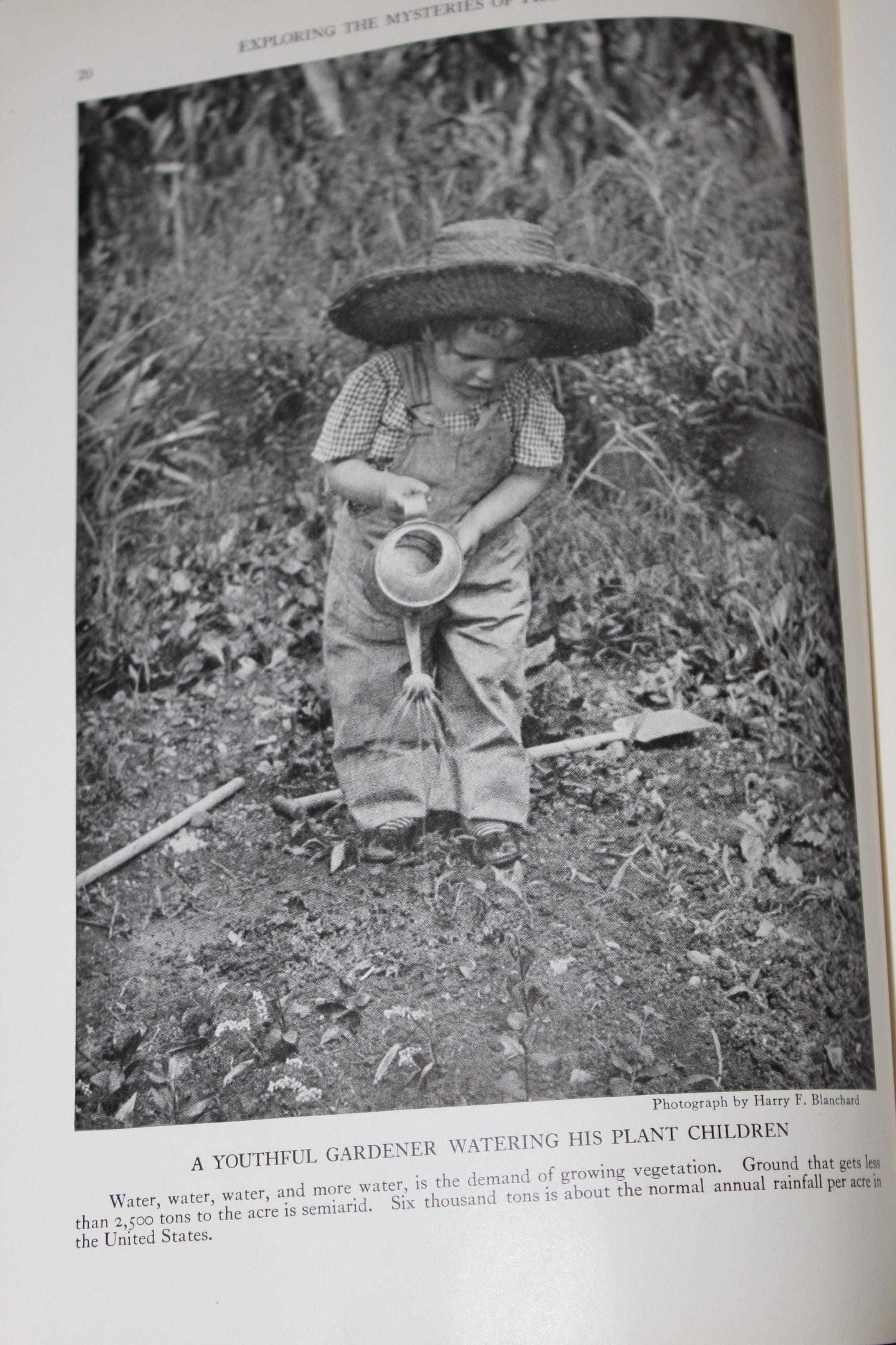 Antique, 1924, the Book of Wild Flowers by National Geographic