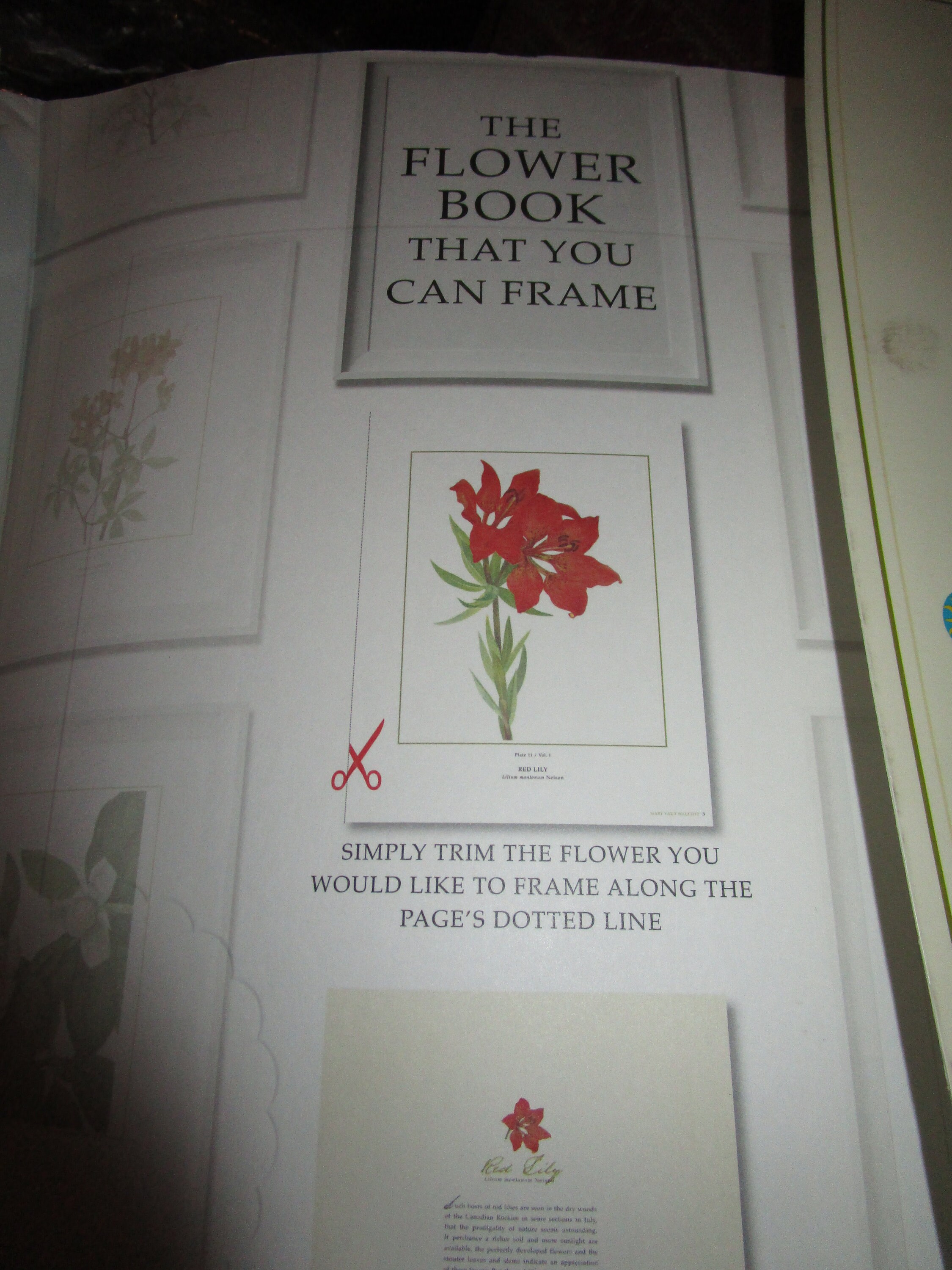 Vintage, Smithsonian, Wild Flowers of North America, Mary Vaux