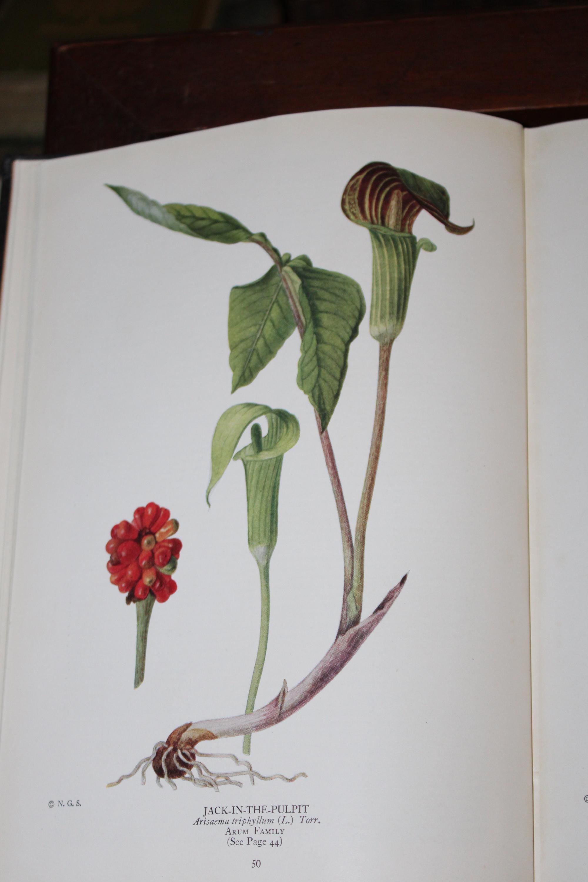 Antique, 1924, the Book of Wild Flowers by National Geographic