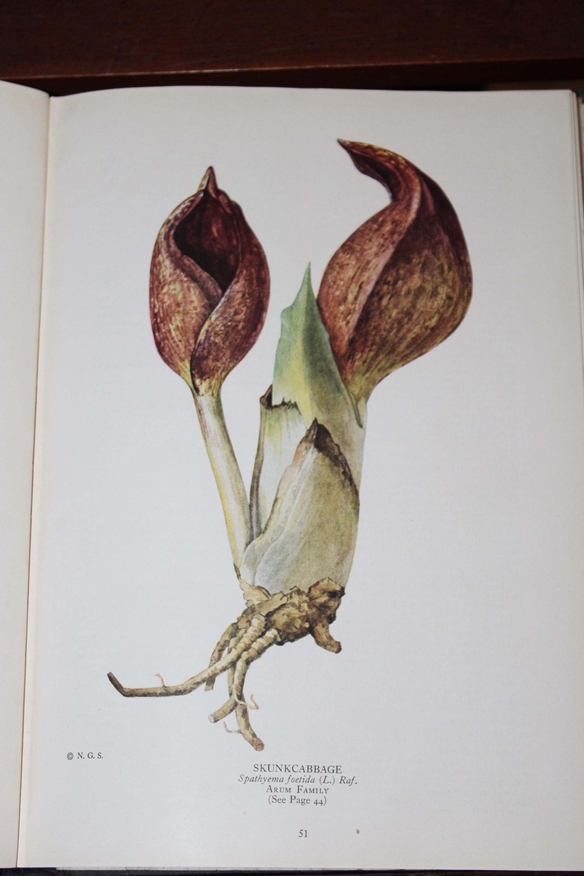 Antique, 1924, the Book of Wild Flowers by National Geographic