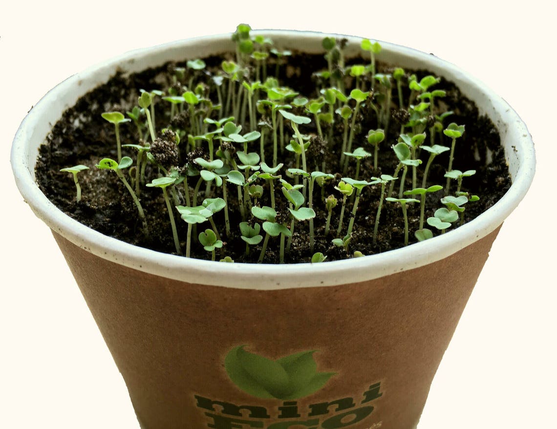 Rocket Arugula Microgreens Grow Kit. 2000 Seeds Vegetable Herb Etsy