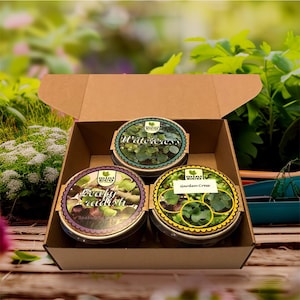 Kit de cultivo de ervas para ambientes internos MiniEco, plantador, pacotes de sementes, jardinagem de janela, vasos de cultivo, solo orgânico, agrião, sistemas de germinação de cozinha