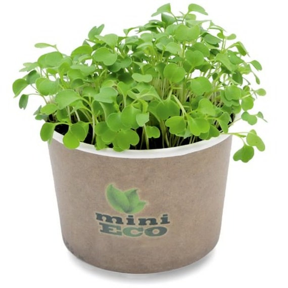 Rocket Arugula Microgreens Grow Kit. 2000 Seeds Vegetable Herb Etsy
