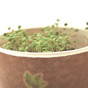 May include: A brown paper cup with a white rim filled with small green sprouts. The cup has a brown and white design on the bottom.