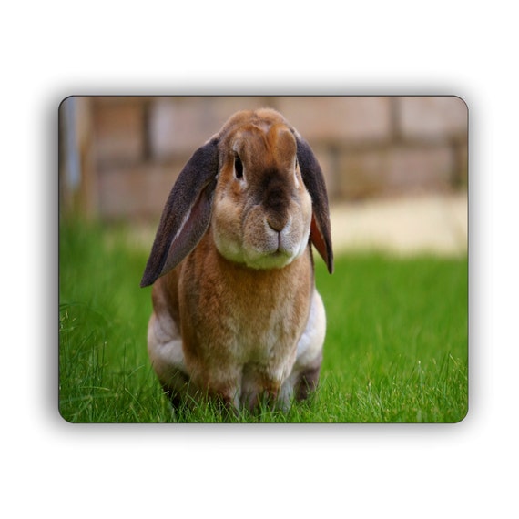Lop Ear Rabbit Computer Mouse Pad Nature Wildlife New Zealand