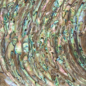 May include: Close-up of iridescent abalone shell with swirling patterns in shades of green, blue, and brown.