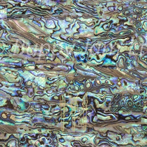 Könnte beinhalten: Nahaufnahme einer schillernden Abalone-Muschelplatte. Die Muschel hat ein wirbelndes Muster in Blau-, Grün- und Lilatönen.