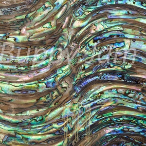 Abalonevåg 240 mm x 140 mm HM001