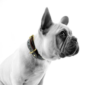 Leather Dog Collar, Handmade Dog Collar, Corrosion Free Hardware, Water Buffalo Leather Pet Collar, Made in Atlanta, GA