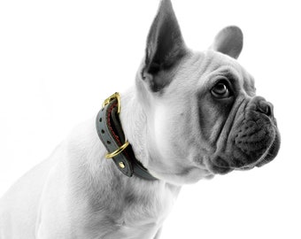 May include: A grayscale image of a French Bulldog wearing a black leather dog collar with gold-colored hardware and red stitching. The dog is looking to the right against a white background.