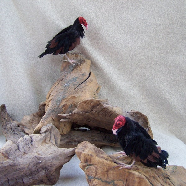 MADE to order Ooak Dollhouse Miniature ONE turkey vautour halloween par Malga