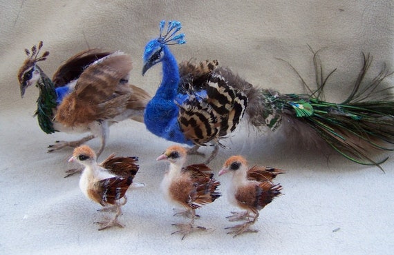 peacock chicks