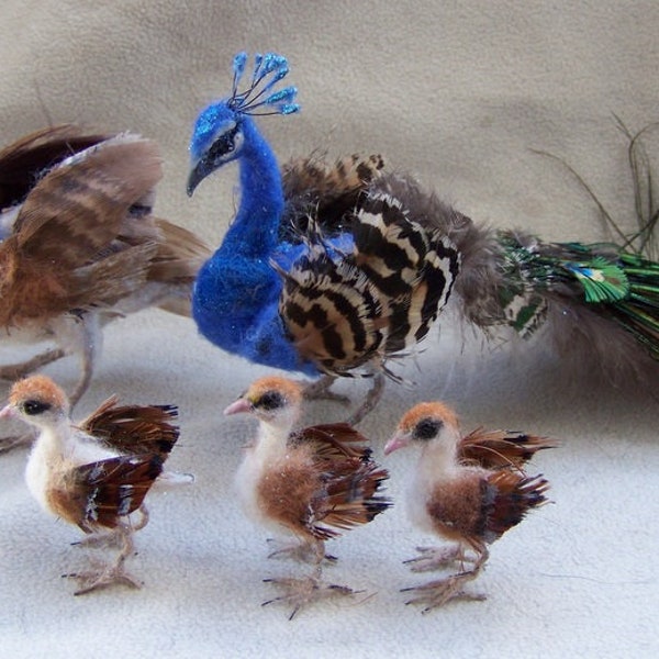 Hecho a la medida Aves de la familia Peafowl Peacock, Peahen, pollitos de Malga