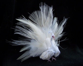 Made to order Ooak Dollhouse Miniature White Peacock bird with open tail by Malga