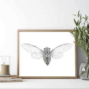 Cicada