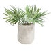 see more listings in the Plant Basket section