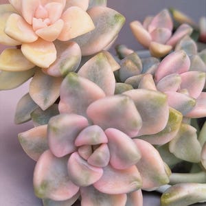 May include: A succulent plant featuring thick, fleshy, rosette-shaped leaves in variegated shades of soft pastel pink, creamy peach, and muted sage green. The plant has multiple clusters of these rounded, pointed leaves arranged in dense, overlapping layers.