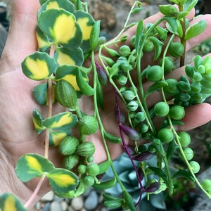 May include: A hand holding a variety of succulent plants with green, yellow, and purple leaves. The plants have small, round, green fruits.