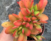 Crassula swaziensis Money Maker Succulent Plant Crassula Money Maker 5 pot