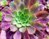 Aeonium Fiesta Succulent 6 pot see 2nd pic .GR